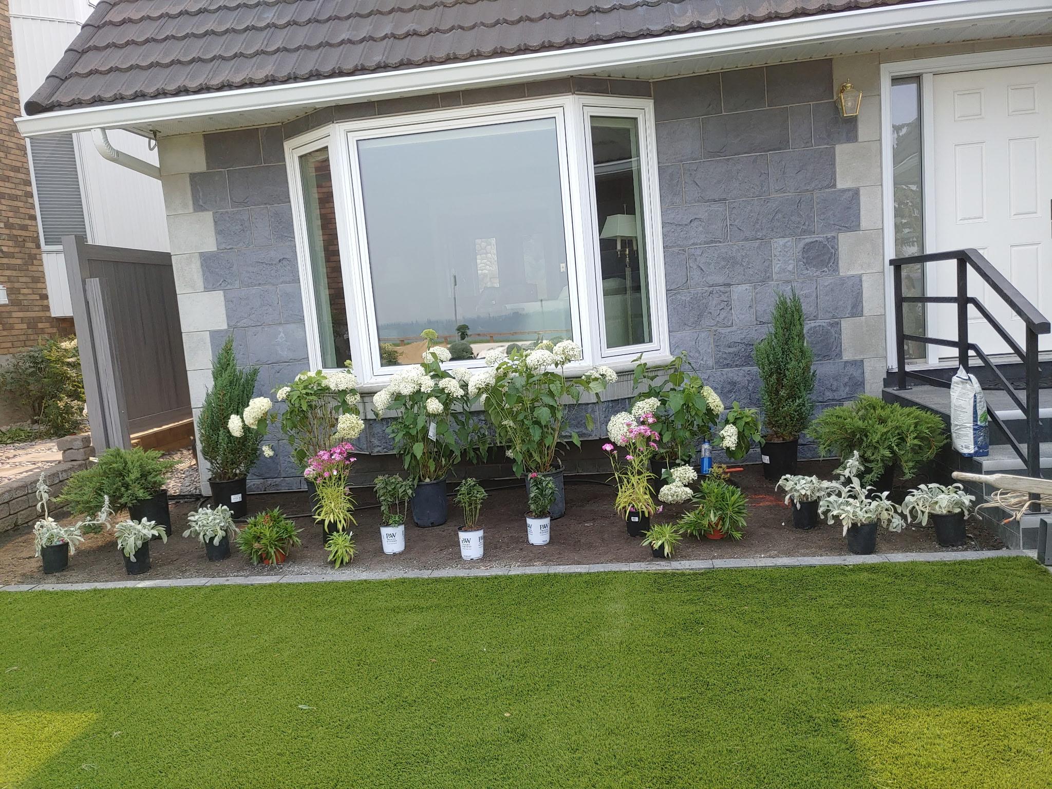 Potted plants and shrubs staged for planting including hydrangeas and evergreens